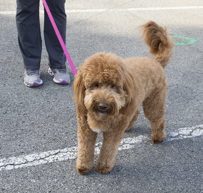 Rudy the dog (dogs are allowed at the market after 10 am)