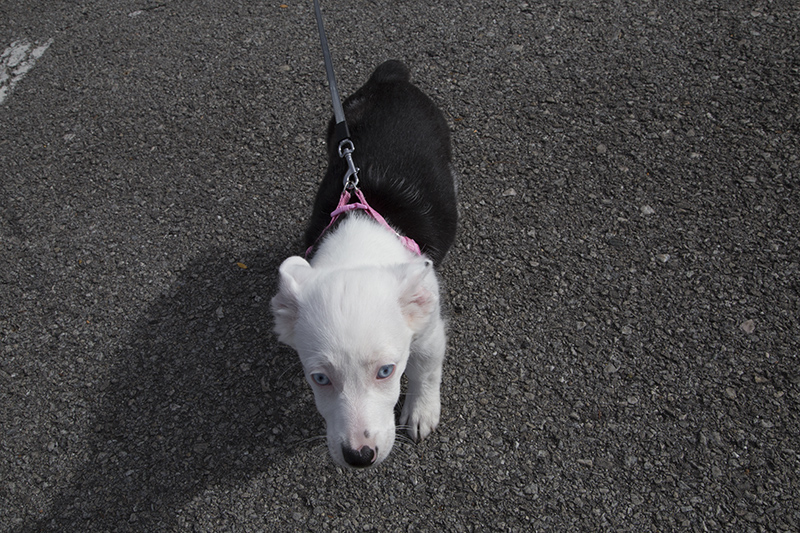 Brixlee the dog