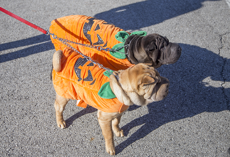 Luna and Sedona as pumpkins