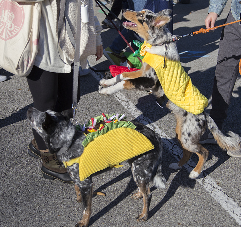 Coda and Kia as tacos