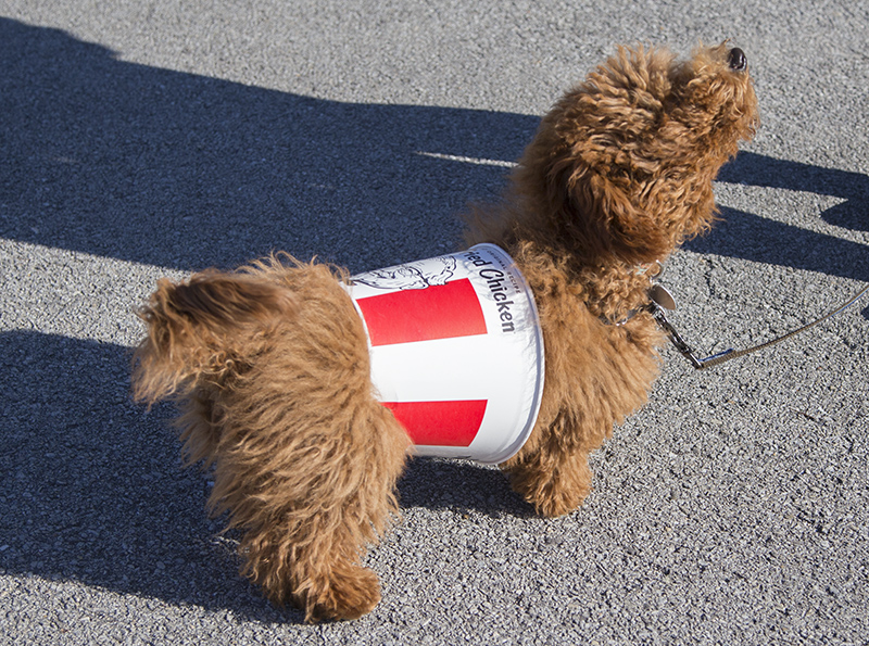This doggie (sorry, I can't read my handwritten notes, looks like Rich) as a bucket of KFC