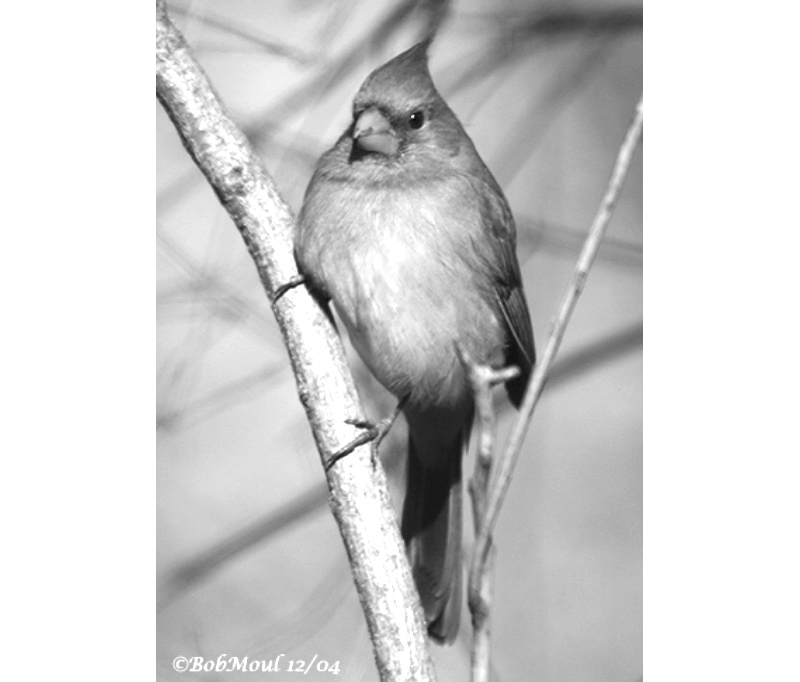 Right in my Own Backyard - The Cardinal - by Brandt Carter