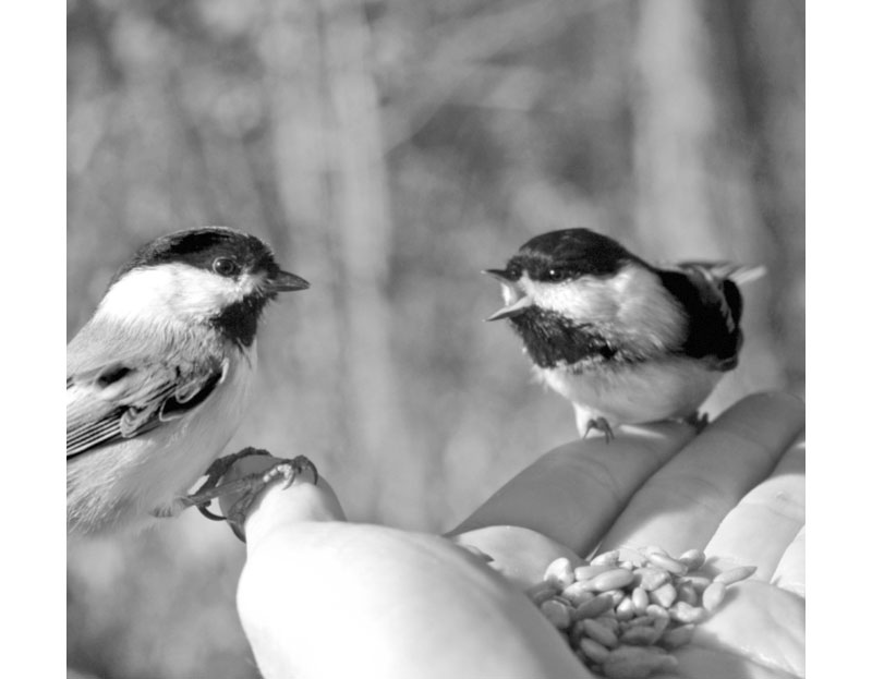 Right in my Own Backyard - Feeding - by Brandt Carter