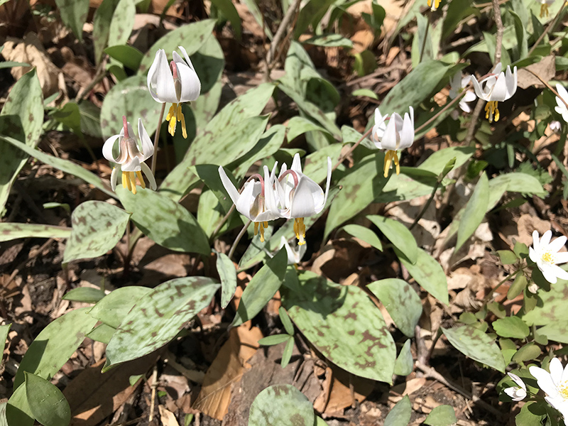 Reader Random Rippling - Wildflowers sent in by Bill Malcolm 