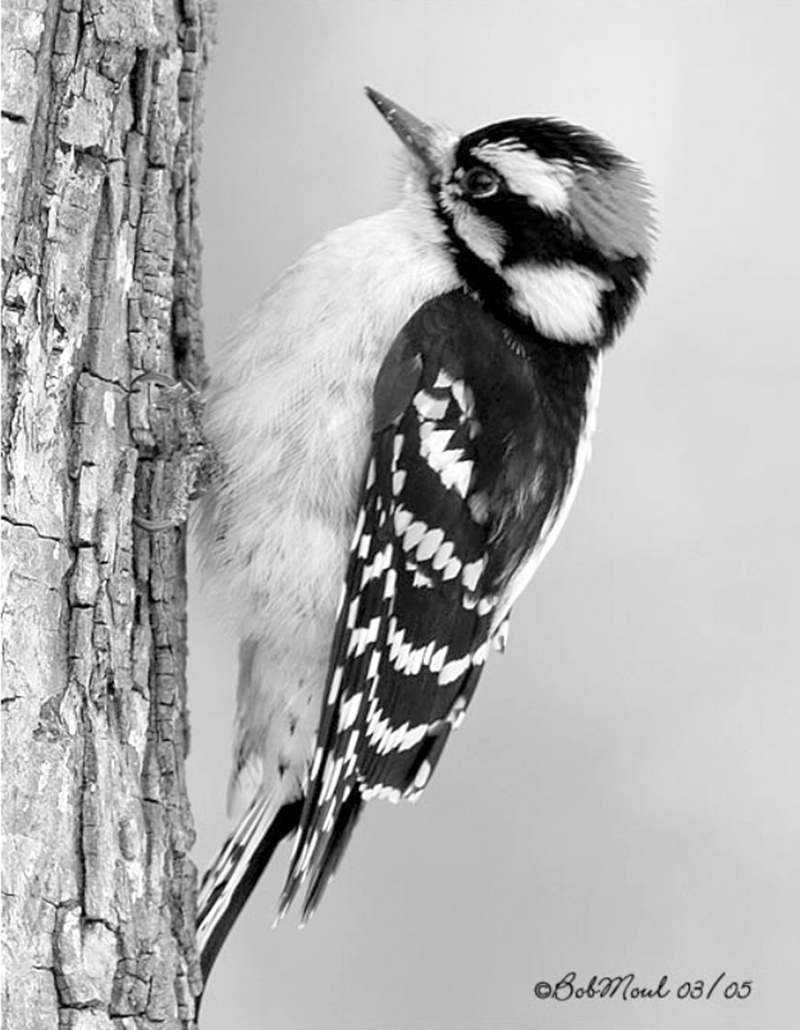 Right in my Own Backyard - . . . INGS of Birding - by Brandt Carter 
