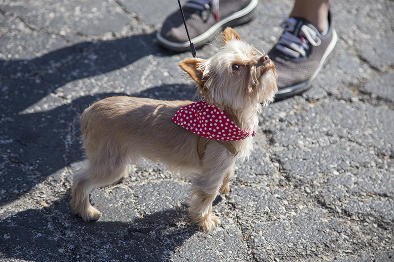 Gus the dog at the first market of the season