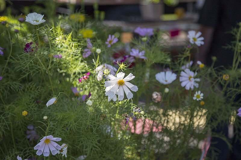 Wildflowers at Field's Farm