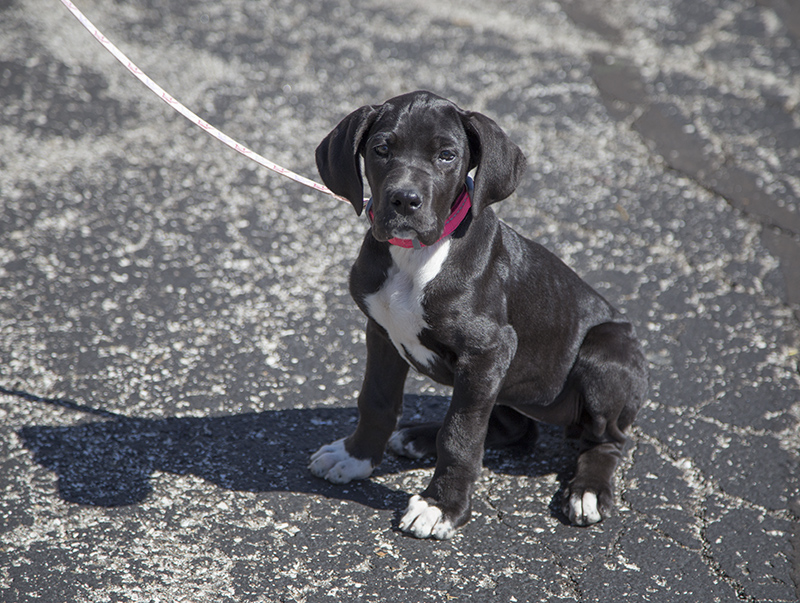 Valkyrie the dog