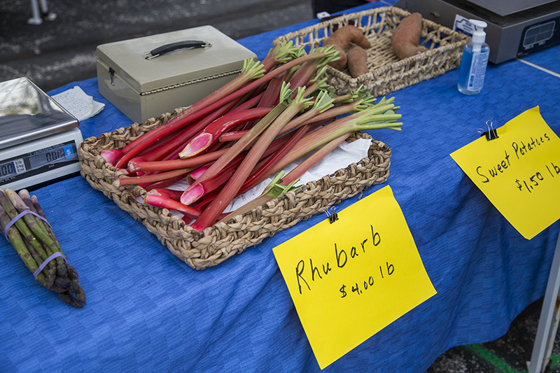 Rhubarb