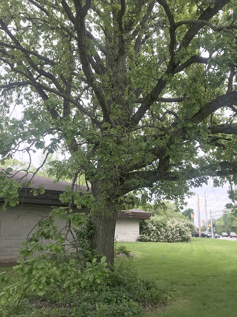 Reader Random Rippling - 150 year old tree