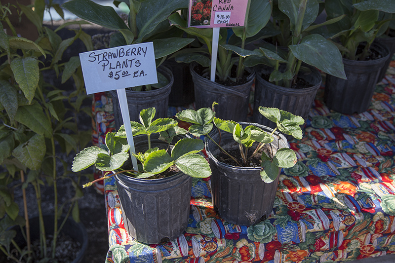 Strawberry plants at the Fields Farms tent