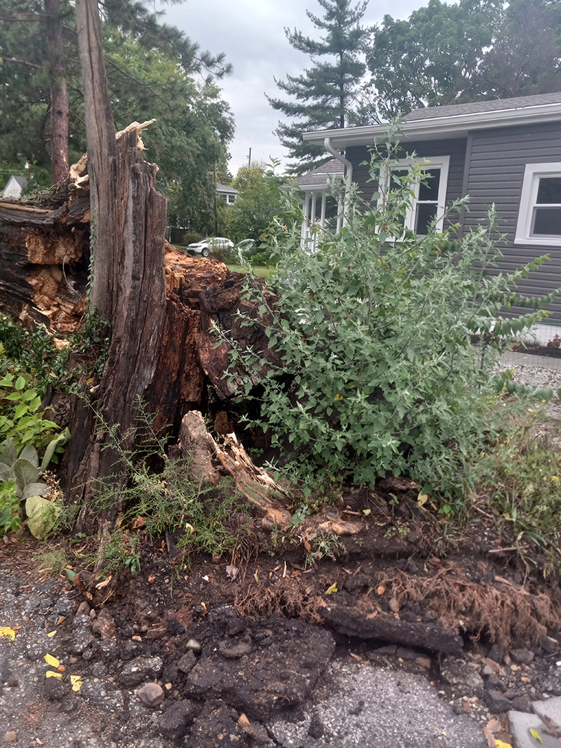 Frog's Random Rippling - tree cuts power to BR