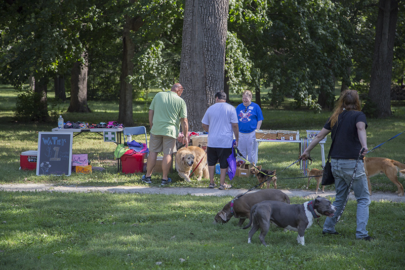 Random Rippling - ARPO Dog Olympics