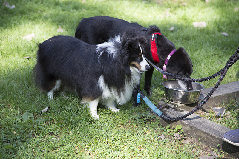 Random Rippling - ARPO Dog Olympics