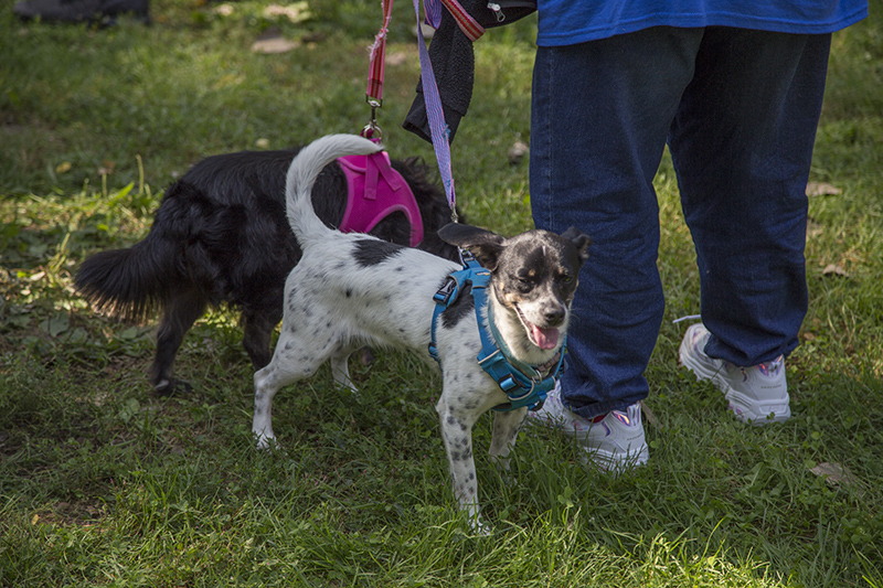 Random Rippling - ARPO Dog Olympics