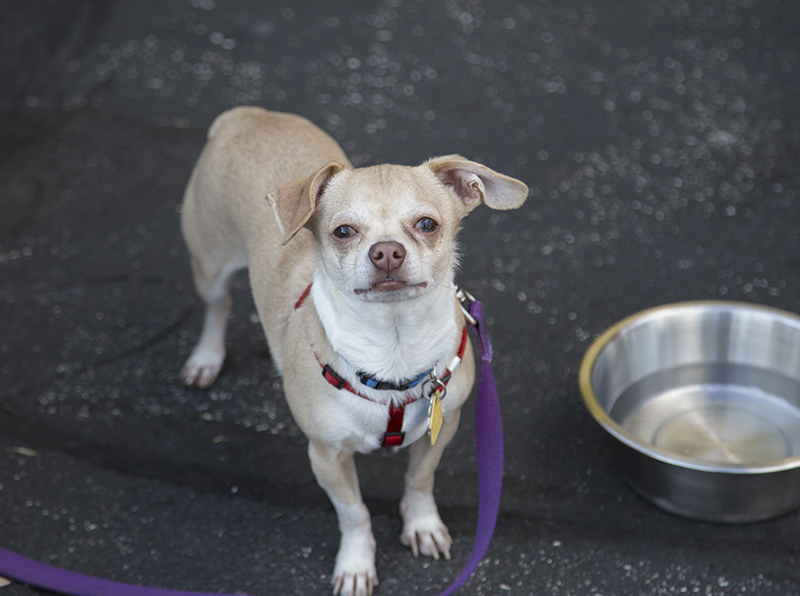 Zane, a chihuahua for adoption at the event