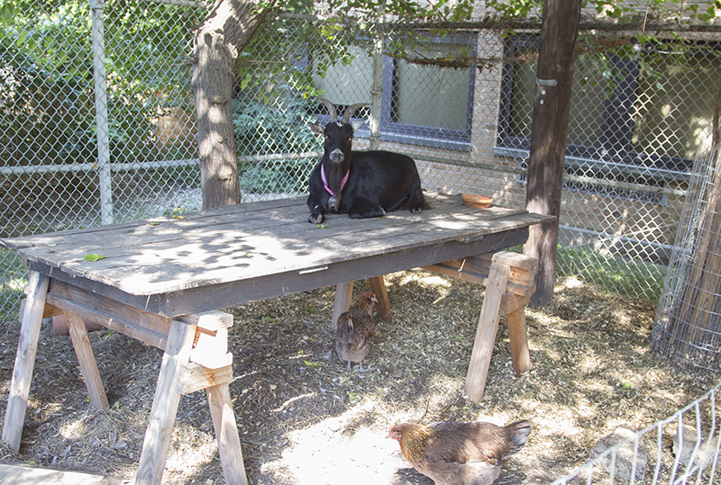 Goats and chickens in the back yard