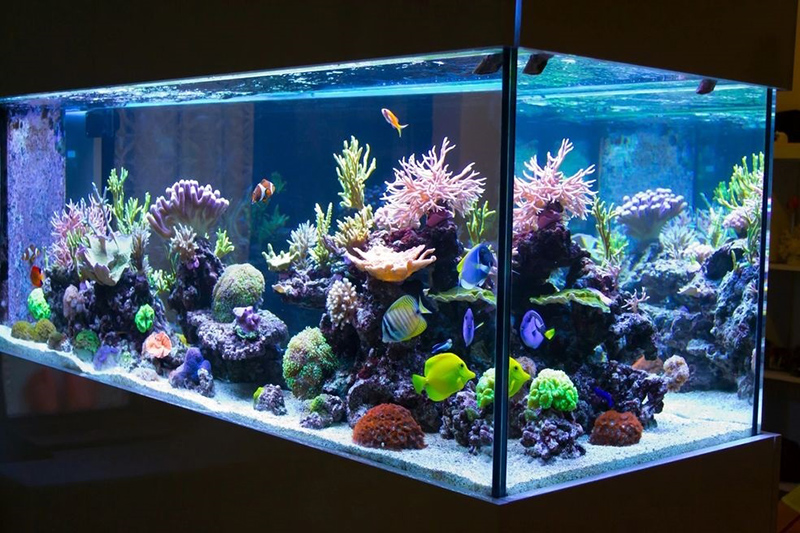 Jace Exotics builds custom fish tanks for customers.