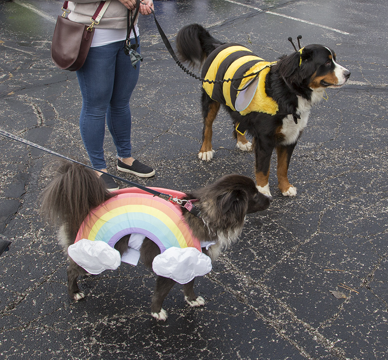 Lou (rainbow) and Banff (bee)