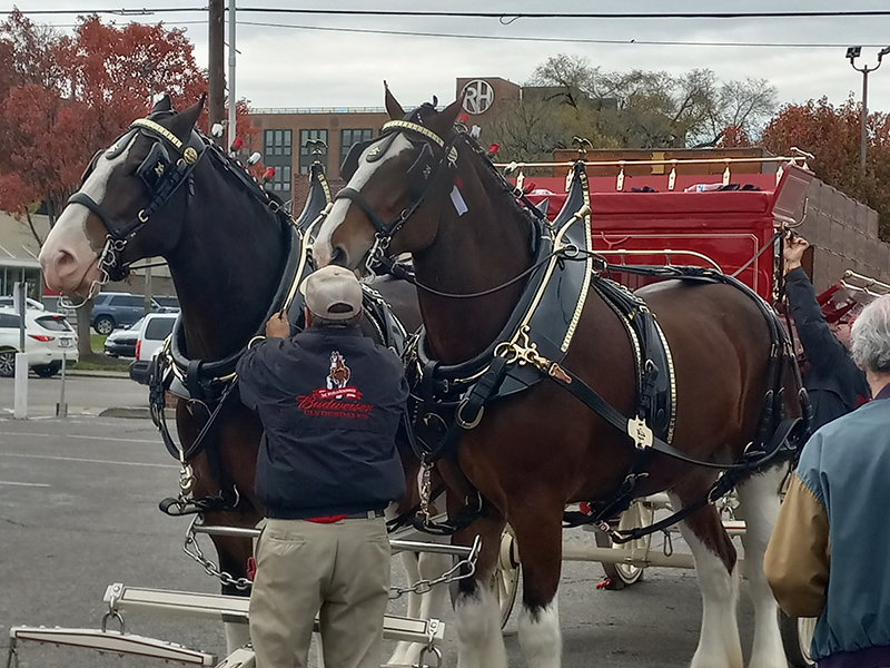 Frog's Random Rippling - Budweiser Clydesdales on the Ave 