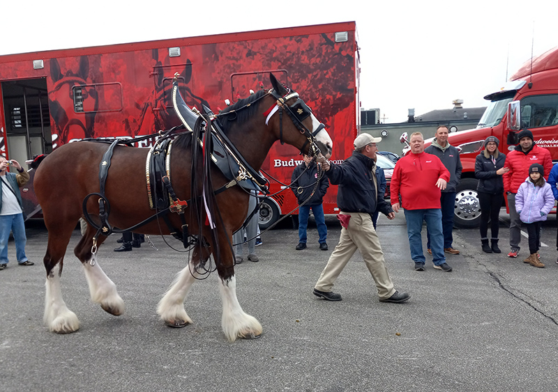 Frog's Random Rippling - Budweiser Clydesdales on the Ave 