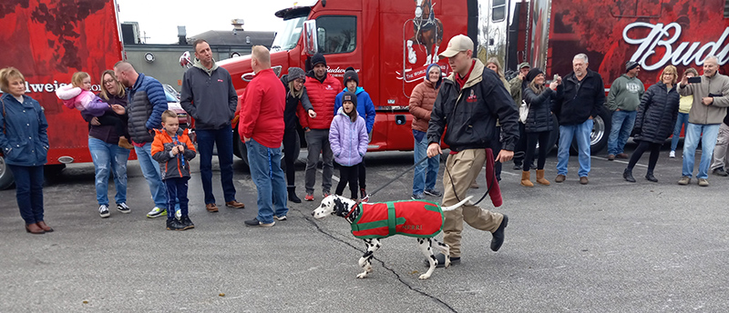 Frog's Random Rippling - Budweiser Clydesdales on the Ave 