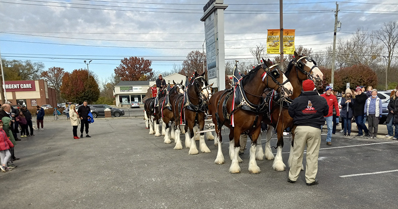 Frog's Random Rippling - Budweiser Clydesdales on the Ave 