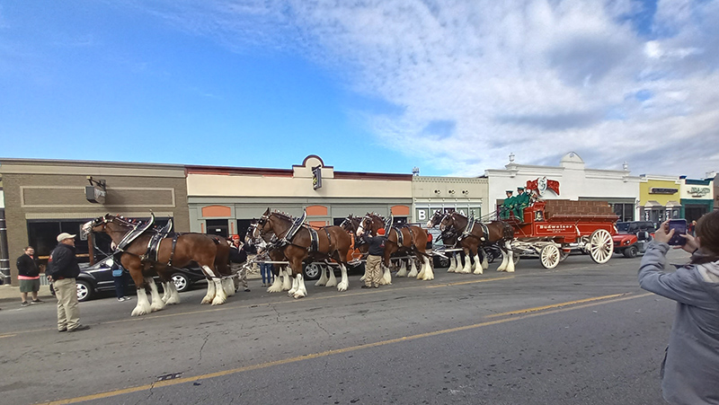 Frog's Random Rippling - Budweiser Clydesdales on the Ave 