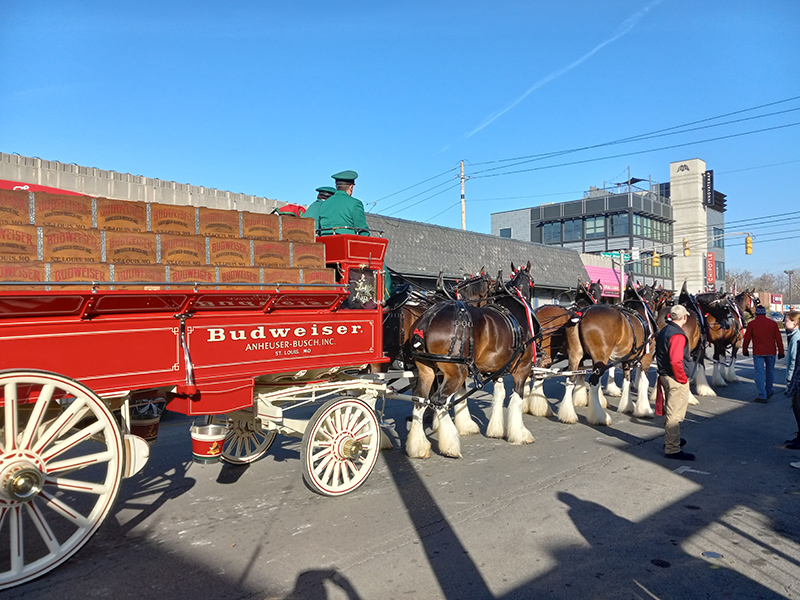 Frog's Random Rippling - Budweiser Clydesdales on the Ave 