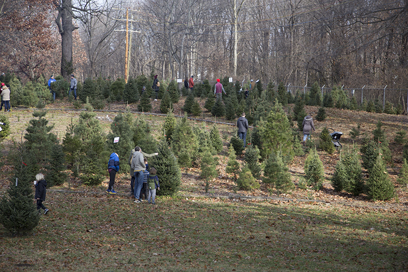 Pick your own live tree to cut