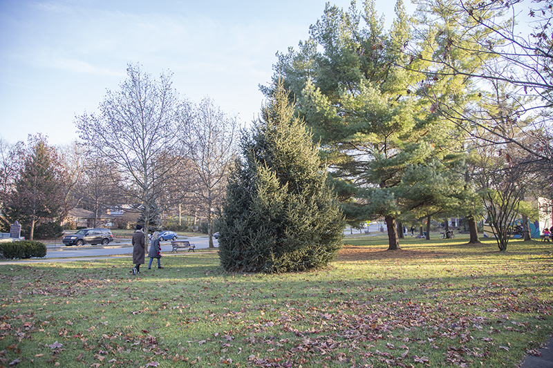 Last minute check of the tree lights