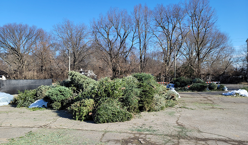 Random Rippling - Christmas tree recycling at park