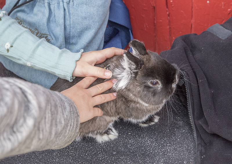 A pet bunny came to the event