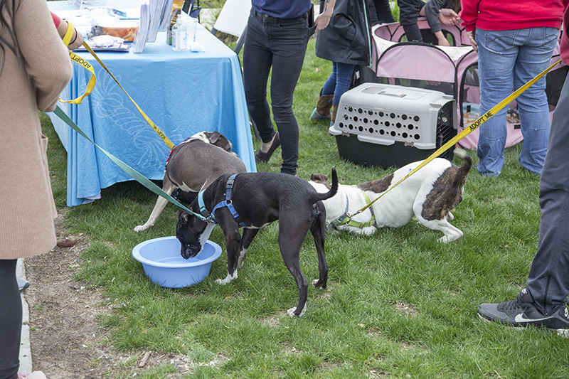 Random Rippling - Paws and Pizza event