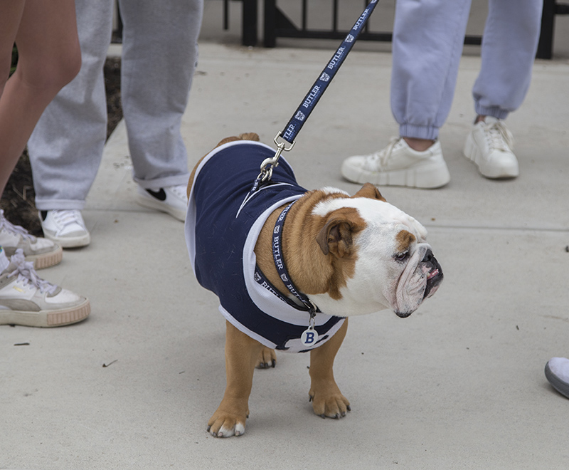 Random Rippling - Paws and Pizza event