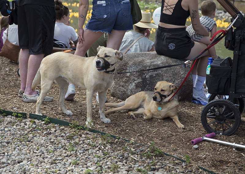 Doggies enjoying the day on the canal