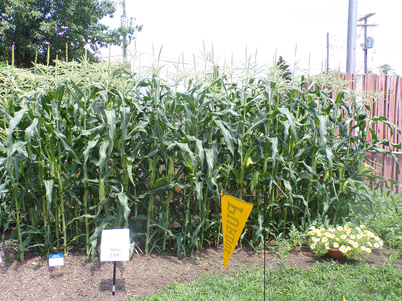 2022 Indiana State Fair photos - week one