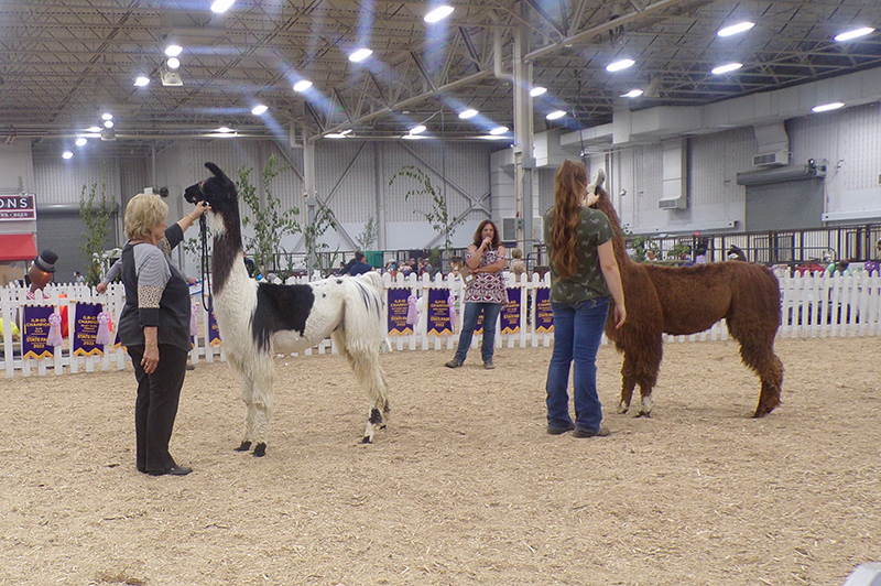 2022 Indiana State Fair photos - week one