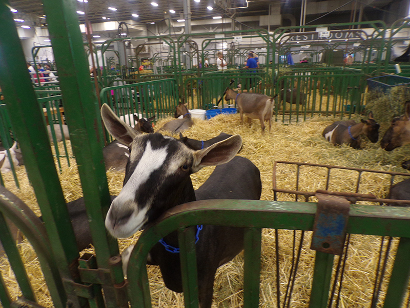 2022 Indiana State Fair photos - week one