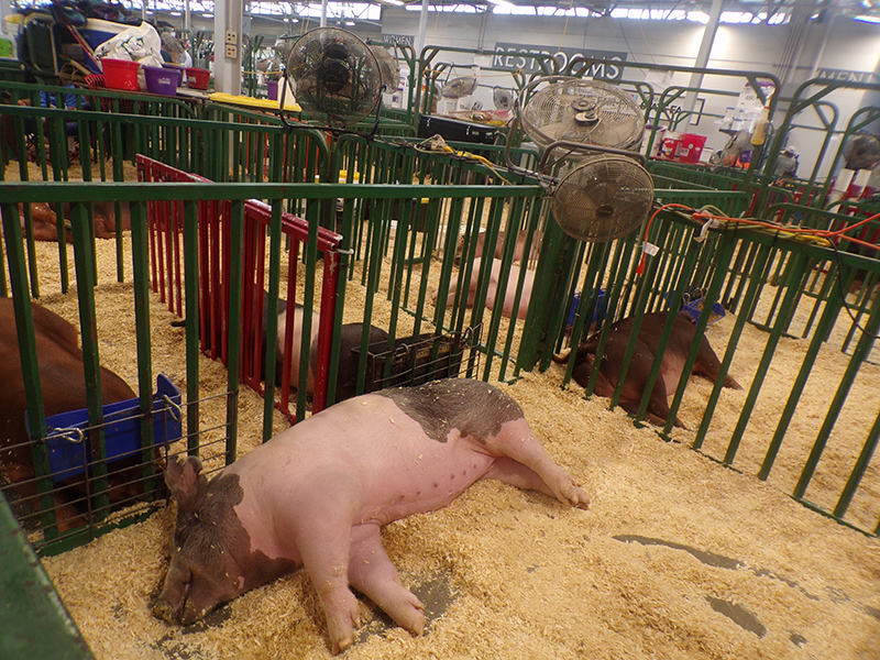 2022 Indiana State Fair photos - week one