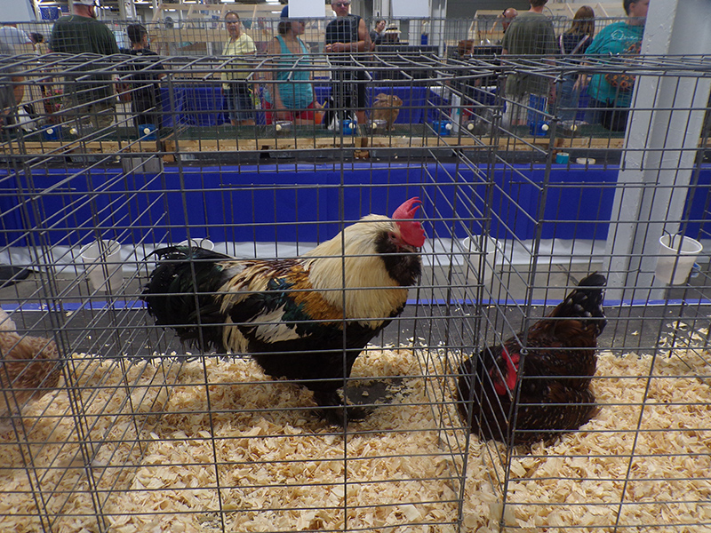 2022 Indiana State Fair photos - week one