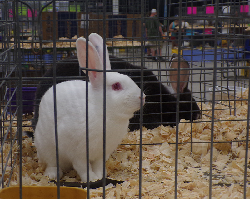 2022 Indiana State Fair photos - week one