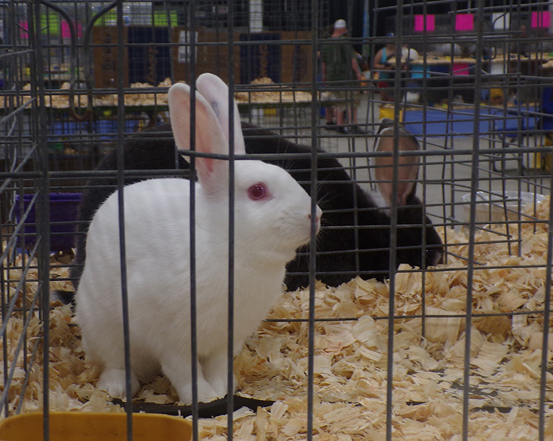 2022 Indiana State Fair photos - week one