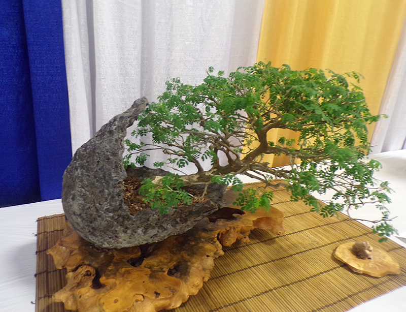 Indianapolis Bonsai Club