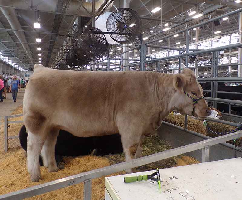 2022 Indiana State Fair photos - week two