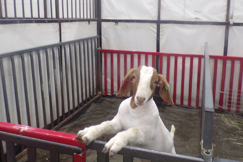 2022 Indiana State Fair photos - week two