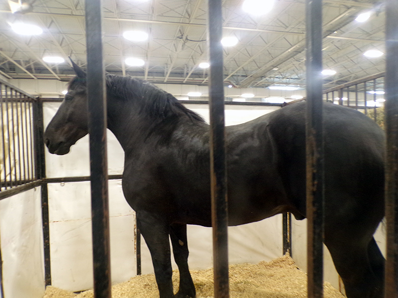 2022 Indiana State Fair photos - week two