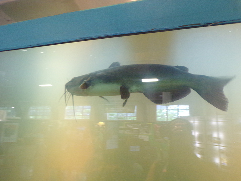 Native Indiana fish at the DNR pavilion