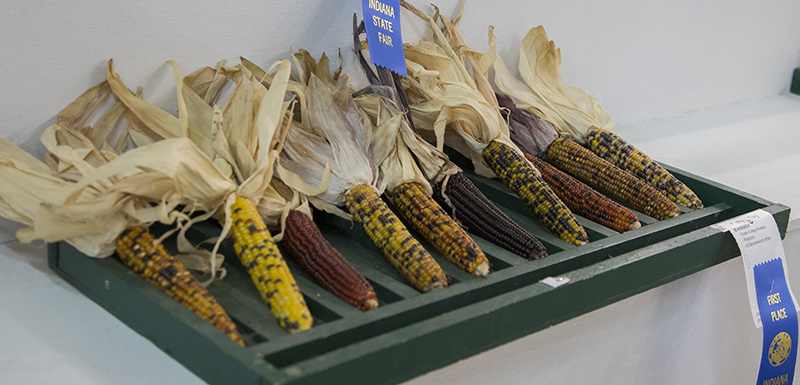 Prize winning corn