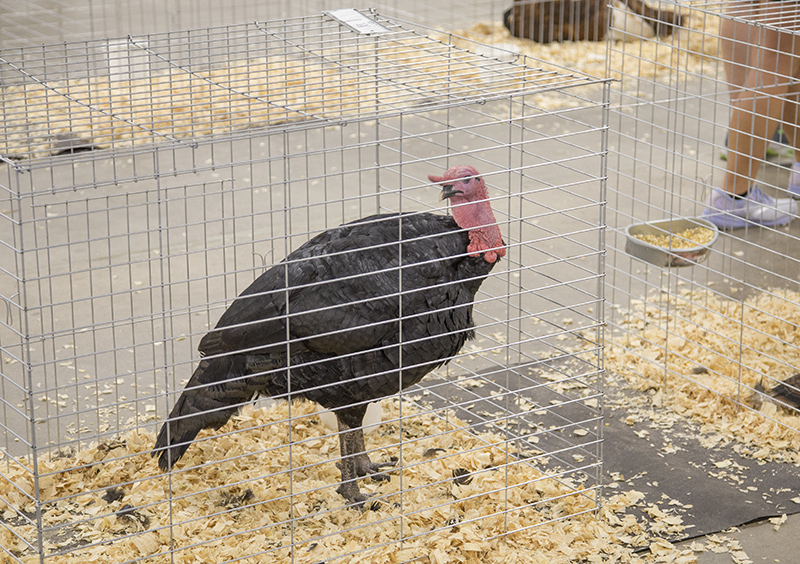 2022 Indiana State Fair photos - week two